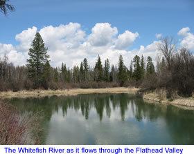 Whitefish River (Montana) wwwbigskyfishingcomRiverFishingNWMTRiversW