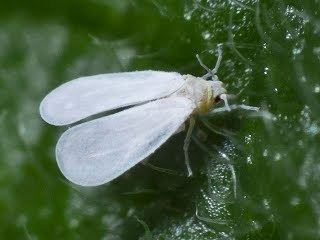 Whitefly httpssitesgooglecomsiteinsectsoftasmaniahem