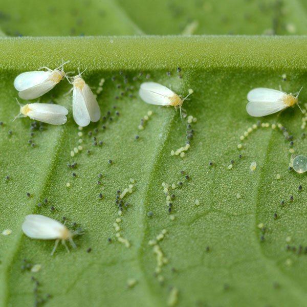 Whitefly How to Control Whiteflies Planet Natural