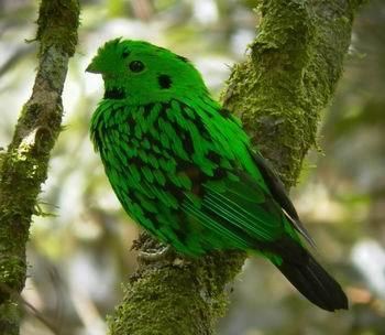 Whitehead's broadbill Surfbirds Online Photo Gallery Search Results