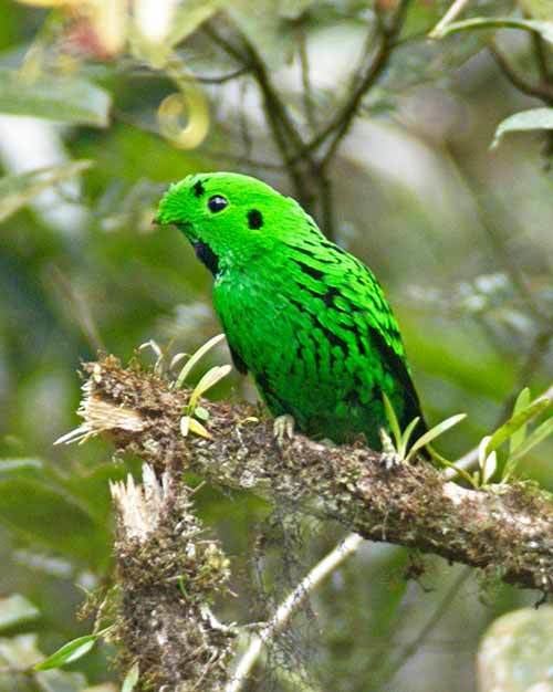 Whitehead's broadbill Surfbirds Online Photo Gallery Search Results