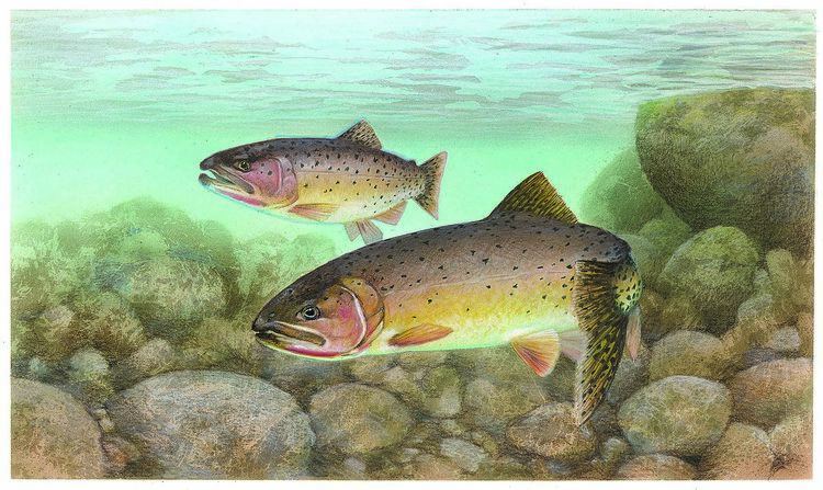 Whitehorse Basin cutthroat trout