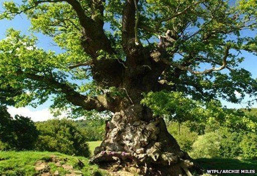 Whiteleaved Oak Tree of the Year39 shortlist issued Josef Shomperlen Blogorg