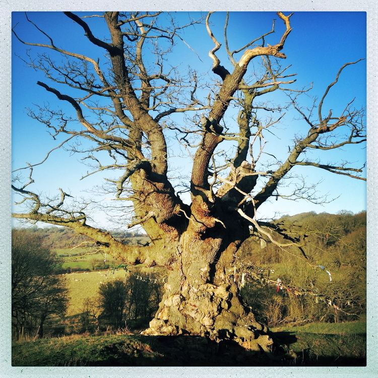 Whiteleaved Oak White Leaved Oak Becky in Britain