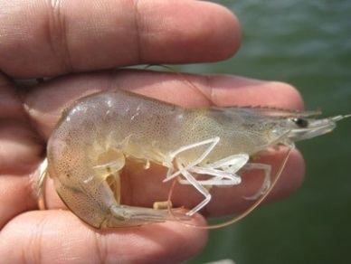 Whiteleg shrimp Vietnam tightening control of whiteleg shrimp seeds