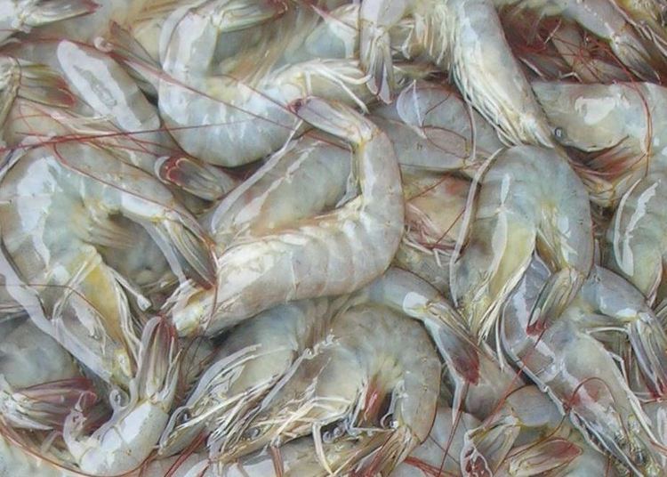 Whiteleg shrimp World Fishing amp Aquaculture Vietnamese seafood export report