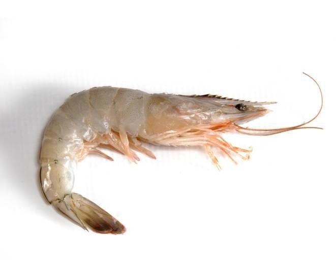 Whiteleg shrimp httpssc01alicdncomkfHTB1MH4rLFXXXXcFXXXXq6x