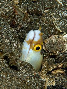 Whitemargin moray eel httpsuploadwikimediaorgwikipediacommonsthu