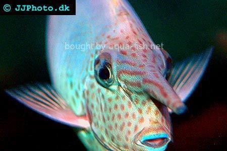 Whitemargin unicornfish Whitemargin Unicornfish