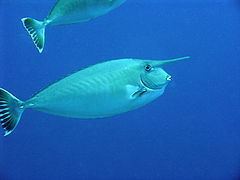 Whitemargin unicornfish httpsuploadwikimediaorgwikipediacommonsthu