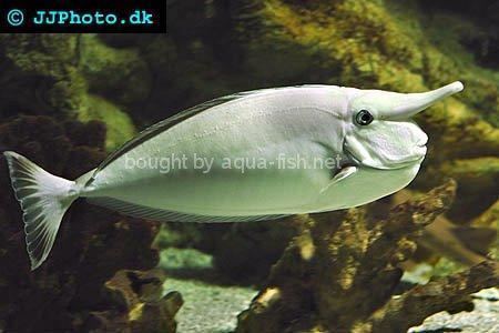 Whitemargin unicornfish Whitemargin Unicornfish