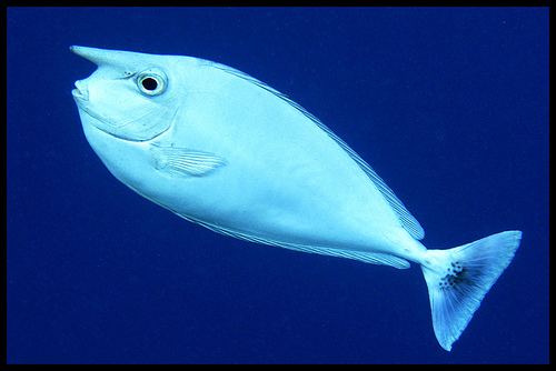 Whitemargin unicornfish Fish Identification The Whitemargin Unicornfish