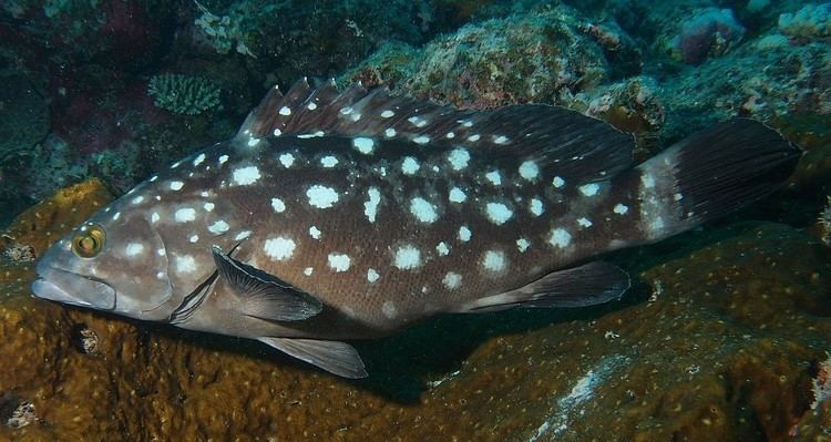 Whitespotted grouper EPINEPHELUS COERULEOPUNCTATUS BLOCH 1790