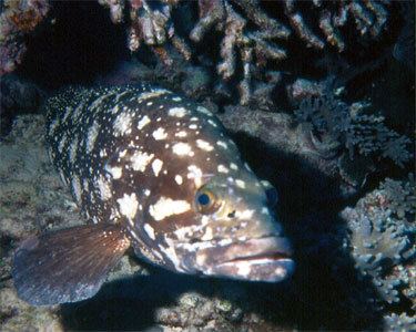 Whitespotted grouper White Spotted Grouper Aquarium Hobbyist Resource and Social