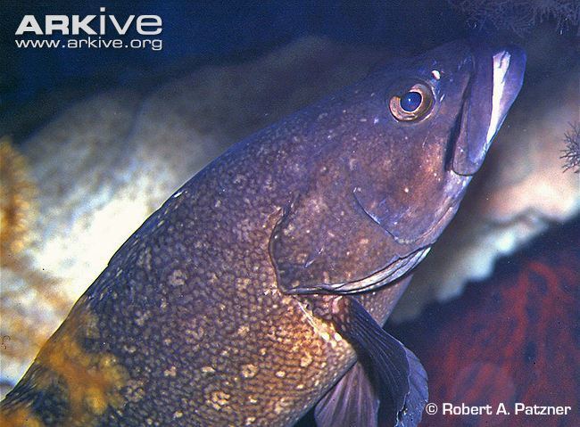 Whitespotted grouper Whitespotted grouper videos photos and facts Epinephelus