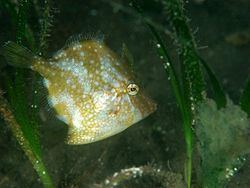 Whitespotted pygmy filefish httpsuploadwikimediaorgwikipediacommonsthu