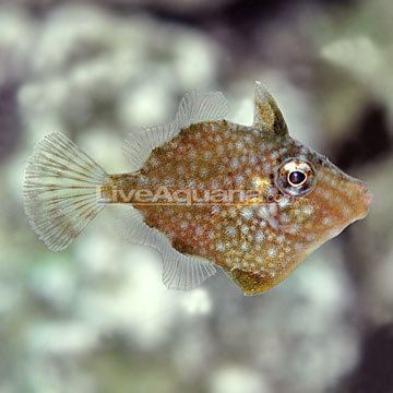 Whitespotted pygmy filefish Saltwater Aquarium Corals for Marine Reef Aquariums Whitespotted