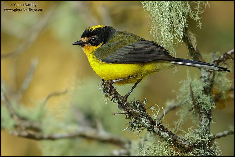 Whitestart Glenn Bartley Nature Photography Colombia Favourites