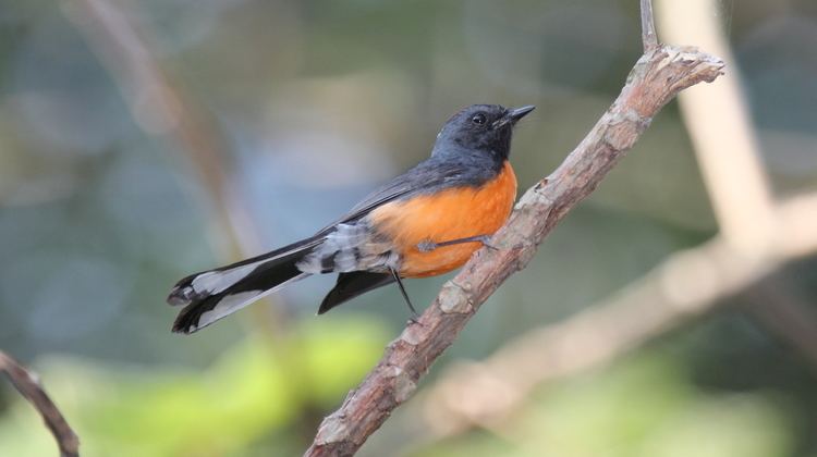 Whitestart FileSlatethroated Whitestart Myioborus miniatus connectens