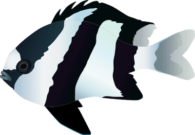 Whitetail dascyllus Dascyllus aruanus Whitetail dascyllus Fish Vector Illustration