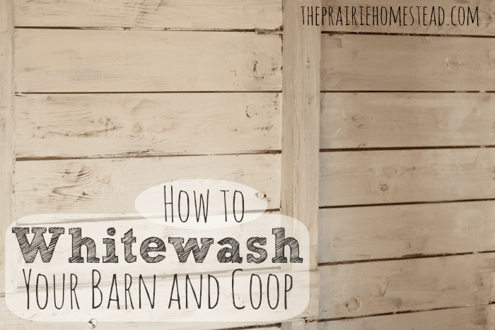 Whitewash How to Whitewash Your Barn and Chicken Coop The Prairie Homestead