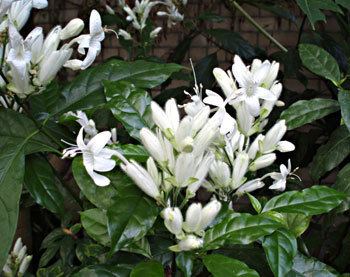Whitfieldia Plant of the Month November 2011