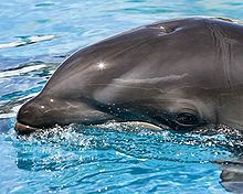 Wholphin httpsuploadwikimediaorgwikipediacommonsthu