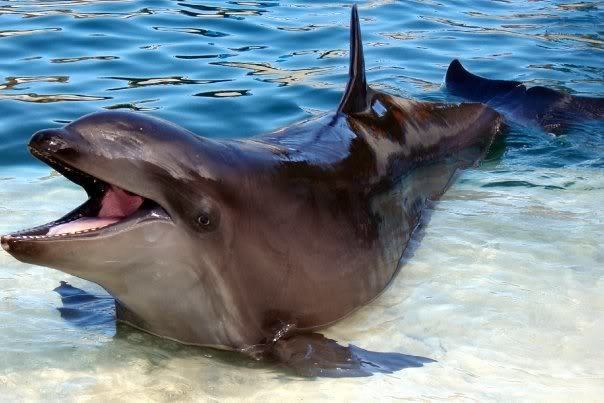 Wholphin The worlds only wholphin Kekaimalu The wholphin is an extremely