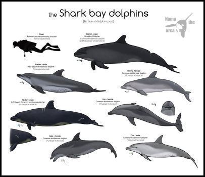 Wholphin wholphin DeviantArt