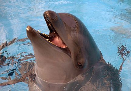 Wholphin Animal A Day Wholphin