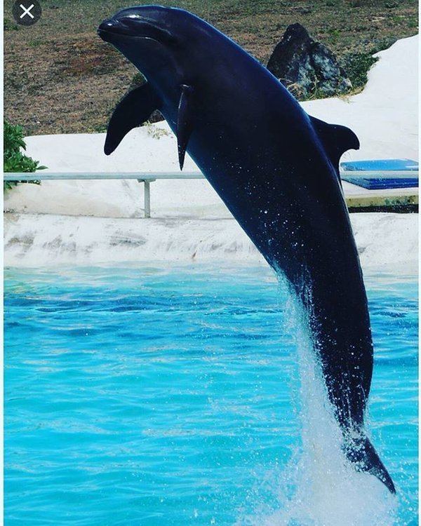 Wholphin wholphin hashtag on Twitter