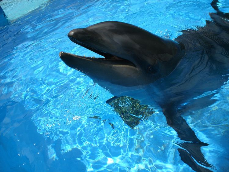 Wholphin Wholphin Sea Life Park Hawaii Kekaimalu born from a mat Flickr