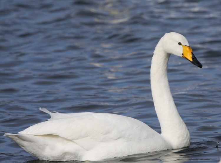 Whooper swan Whooper Swan New Horizons Online
