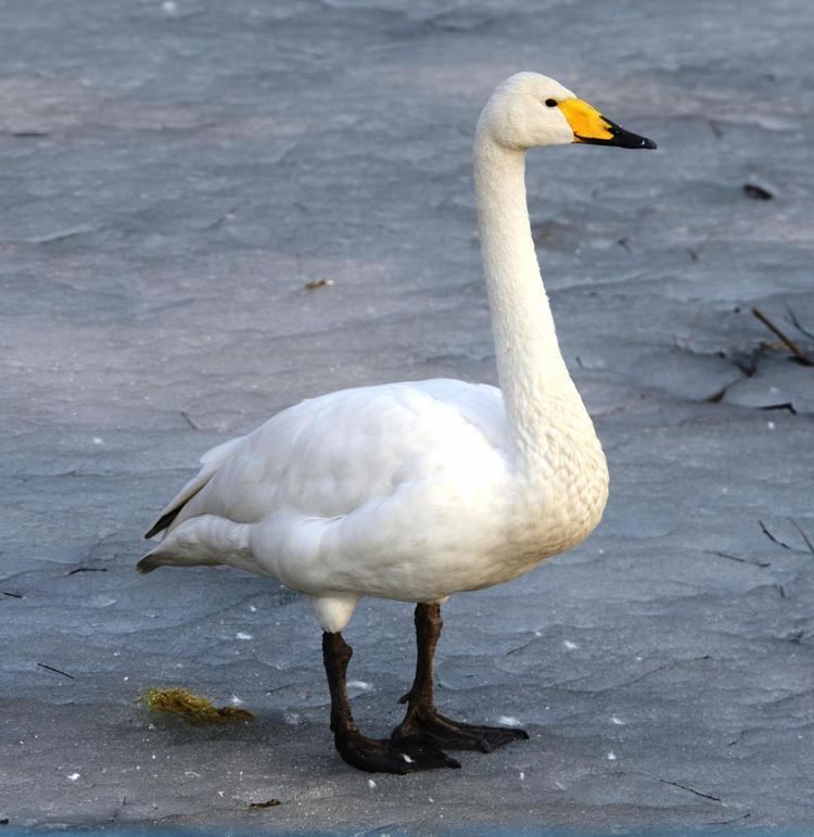Whooper swan Whooper Swan Cygnus cygnus A Whooper swan on a still frozen lake