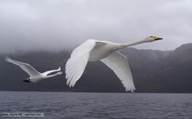 Whooper swan BBC Nature Whooper swan videos news and facts