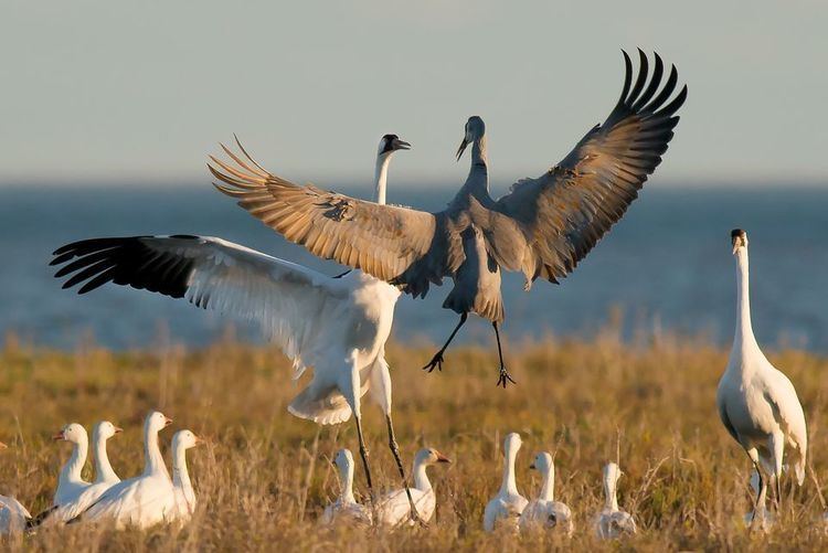 Whooping crane Whooping Cranes Whooping Crane Pictures Whooping Crane Facts