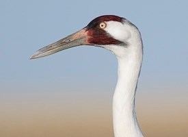 Whooping crane Whooping Crane Identification All About Birds Cornell Lab of