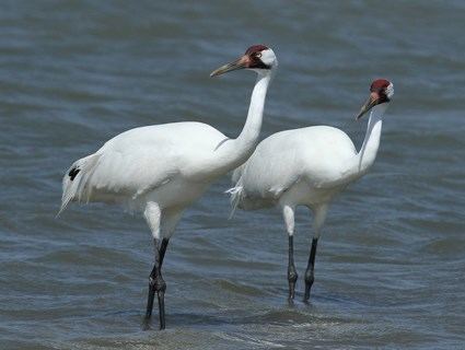 Whooping crane httpswwwallaboutbirdsorgguidePHOTOLARGEwh