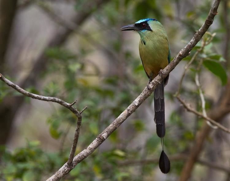 Whooping motmot Whooping Motmot Momotus subrufescens videos photos and sound