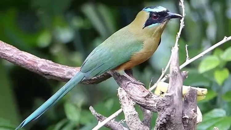 Whooping motmot Beautiful high speed video of a Whooping Motmot at Pozo Azul