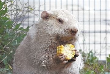 Wiarton Willie VIDEO Wiarton Willie sees shadow forecasts six more weeks of winter