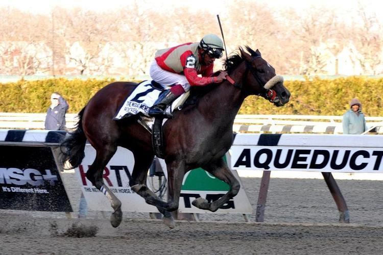 Wicked Strong Wicked Strong is Boston39s Kentucky Derby horse The Boston Globe