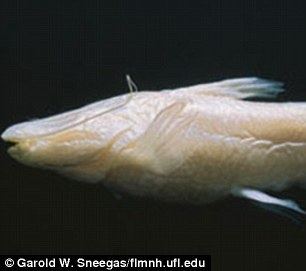 Widemouth blindcat Mystery of the blind Mexican catfish in Texas cave Daily Mail Online