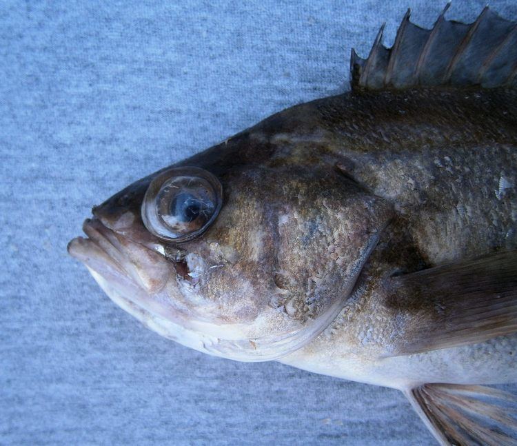 ODFW Finfish Species - Rockfish