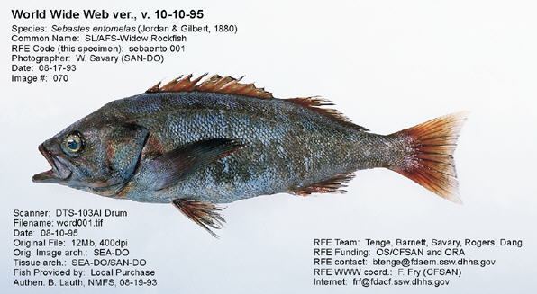 Widow rockfish Regulatory Fish Encyclopedia RFE gt RFE Page 1 for ltigtSebastes