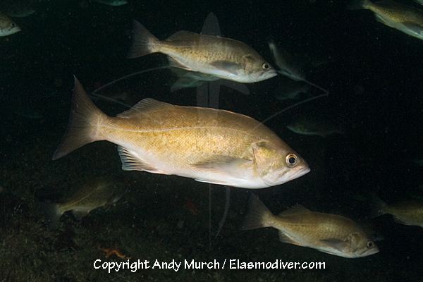 Widow rockfish wwwelasmodivercomFish20PicturesWidowRockfish