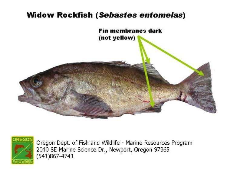Widow rockfish ODFW Finfish Species Rockfish