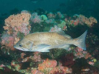 Widow rockfish Monterey Fish Life Index
