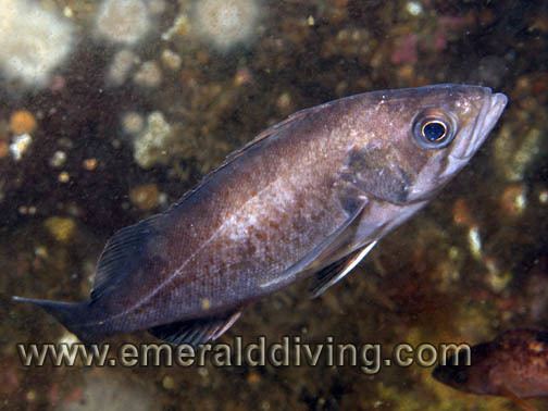 Widow rockfish Rockfish Species Index