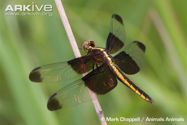 Widow skimmer Widow skimmer videos photos and facts Libellula luctuosa ARKive